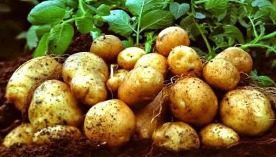 potato-product-image